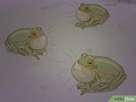 Imagen titulada Tell if Your Tree Frog Is Male or Female Step 6
