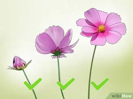 Imagen titulada Make a Flower Press Step 14