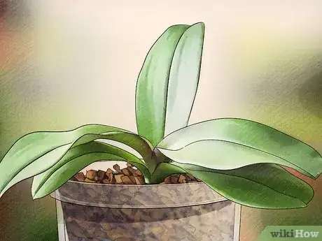 Imagen titulada Get Orchids to Bloom Step 1