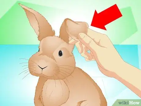 Imagen titulada Determine if Your Rabbit Is Sick Step 7