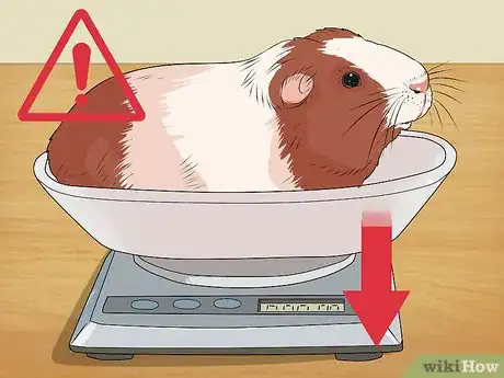 Imagen titulada Care for a Guinea Pig with Pneumonia Step 3