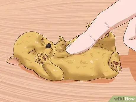 Imagen titulada Determine the Sex of Puppies Step 8