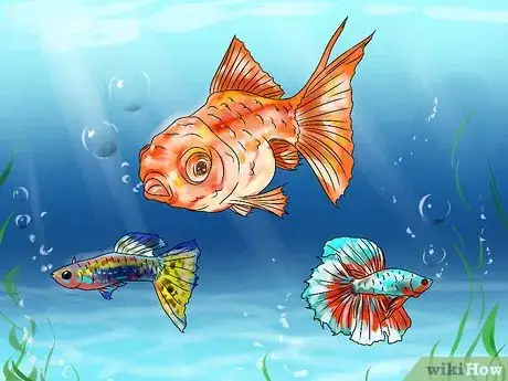 Imagen titulada Plan an Aquarium Step 11