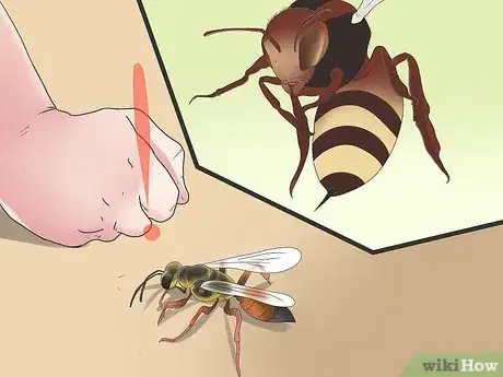 Imagen titulada Get Rid of Ground Digger Wasps (Cicada Killers) from Your Lawn Step 4