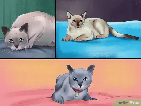 Imagen titulada Identify a Tonkinese Cat Step 1