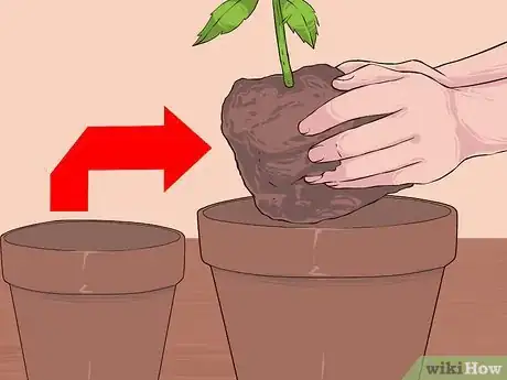 Imagen titulada Grow Medical Marijuana Step 20