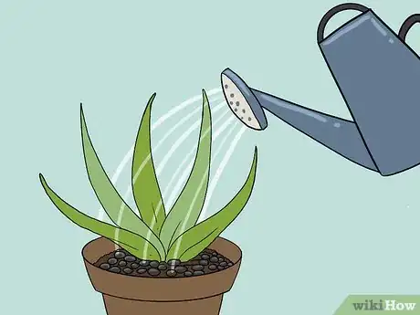 Imagen titulada Revive a Dying Aloe Vera Plant Step 10