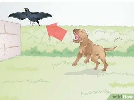 Imagen titulada Calm a Dog when It Sees Birds Step 1