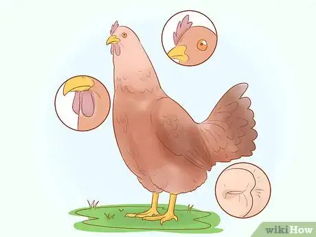 Imagen titulada Tell when a Hen Is Ready to Lay Step 10