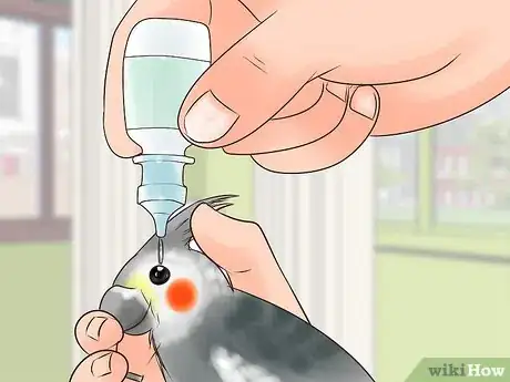 Imagen titulada Treat Conjunctivitis in Cockatiels Step 6