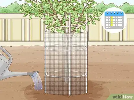 Imagen titulada Grow Pear Trees from Seed Step 21