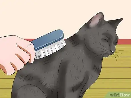 Imagen titulada Prevent Matted Cat Hair Step 9