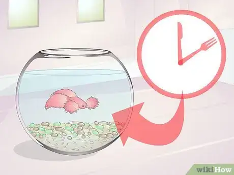 Imagen titulada Teach Your Betta to Jump Step 4