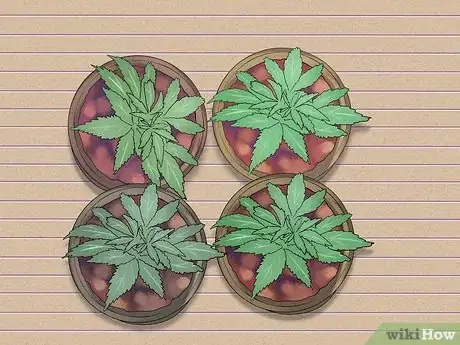 Imagen titulada Grow Medical Marijuana Step 18