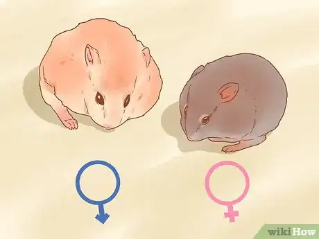 Imagen titulada Sex a Hamster Step 5