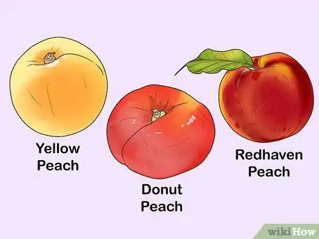 Imagen titulada Start a Peach Tree from a Pit Step 1