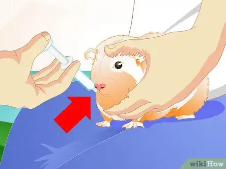 Imagen titulada Look After Your Sick Guinea Pig Step 4