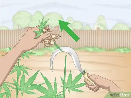 Imagen titulada Grow Hemp Step 11