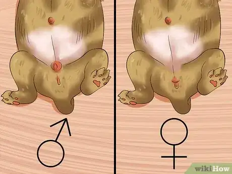 Imagen titulada Determine the Sex of Puppies Step 9