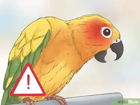 Imagen titulada Spot Signs of Disease in Conures Step 15