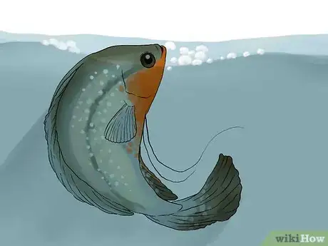 Imagen titulada Tell if Your Fish Is Having Babies Step 8