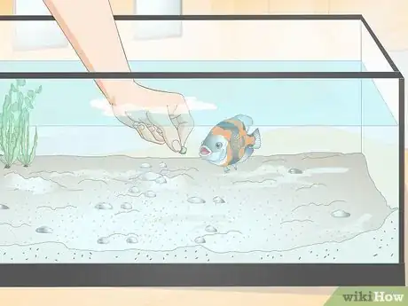 Imagen titulada Train Your Fish to Do Tricks Step 11