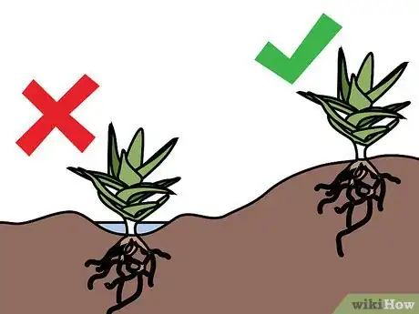 Imagen titulada Care for Succulents Step 12