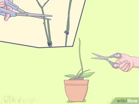 Imagen titulada Care for Mini Orchids Step 4