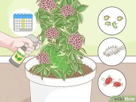 Imagen titulada Grow Hoya Bella (Miniature Wax Plant) Step 12