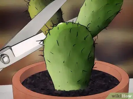 Imagen titulada Save a Dying Cactus Step 2