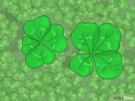 Imagen titulada Find a Four Leaf Clover Step 10