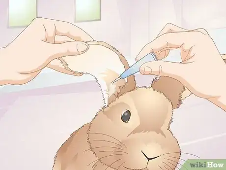 Imagen titulada Prevent Ear Mites in Rabbits Step 9