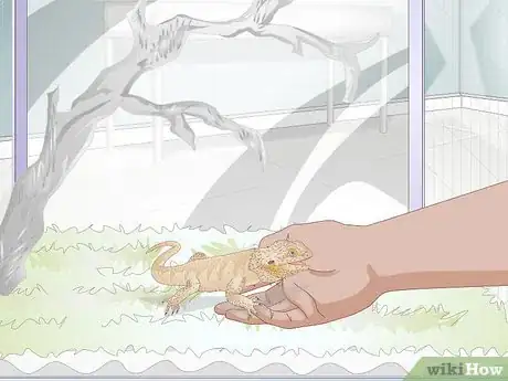 Imagen titulada Teach a Bearded Dragon to Drink from a Water Bowl Step 10