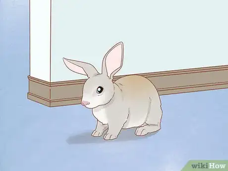Imagen titulada Raise Rabbits Step 1