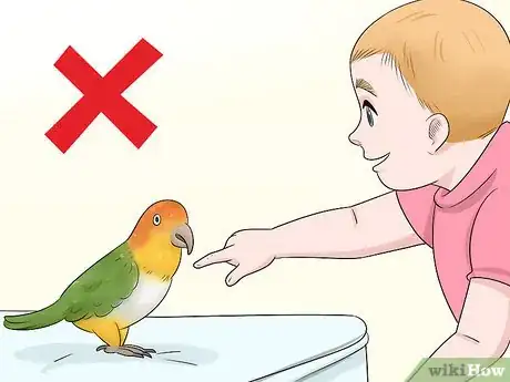 Imagen titulada Know if a Caique Parrot Is Right for You Step 4