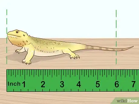 Imagen titulada Care for Bearded Dragons Step 2