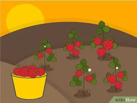 Imagen titulada Grow Strawberries Step 22