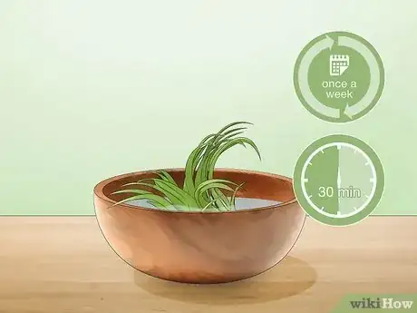 Imagen titulada Care for Air Plants Step 3