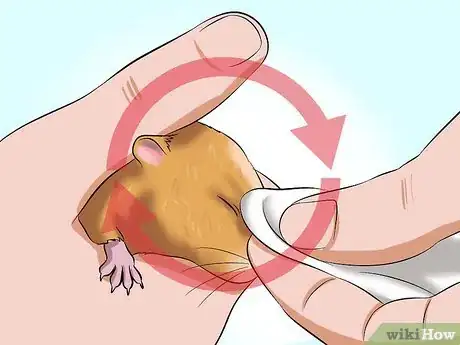 Imagen titulada Help a Hamster With Sticky Eye Step 10