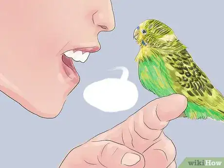 Imagen titulada Teach Parakeets to Talk Step 10