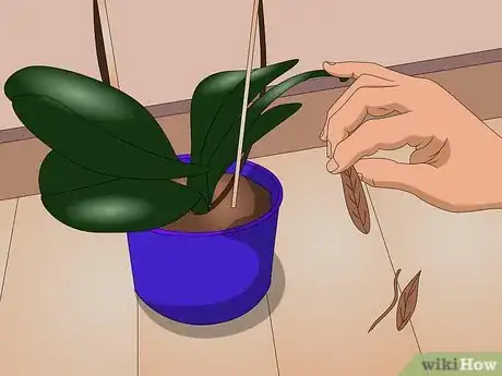 Imagen titulada Care for Indoor Plants Step 10