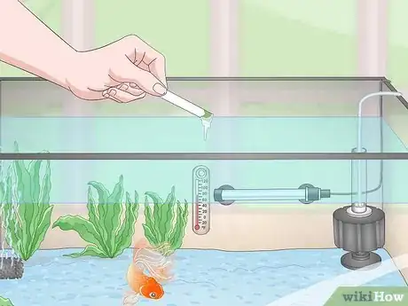 Imagen titulada Keep a Goldfish Happy and Healthy Step 12