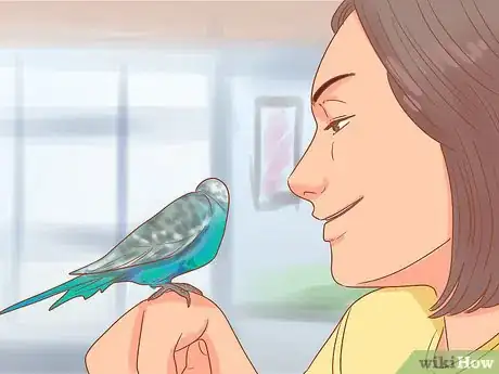 Imagen titulada Teach Your Parakeet to Love You Step 7