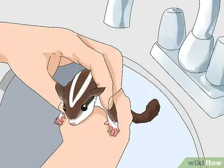 Imagen titulada Train Sugar Gliders Step 18