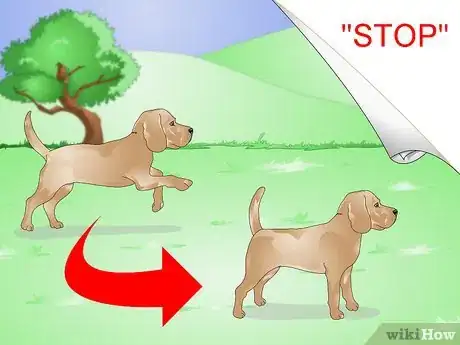 Imagen titulada Train a Hyper Dog Step 5