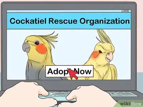 Imagen titulada Buy a Pet Cockatiel Step 4