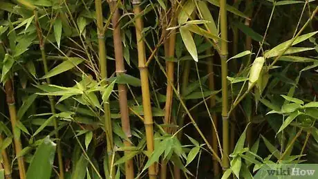 Imagen titulada Make a Bamboo Flute Step 2