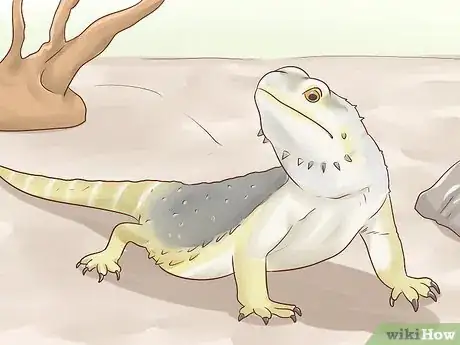 Imagen titulada Care for Bearded Dragons Step 3