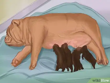 Imagen titulada Make Sure That Your Dog Is Ok After Giving Birth Step 3