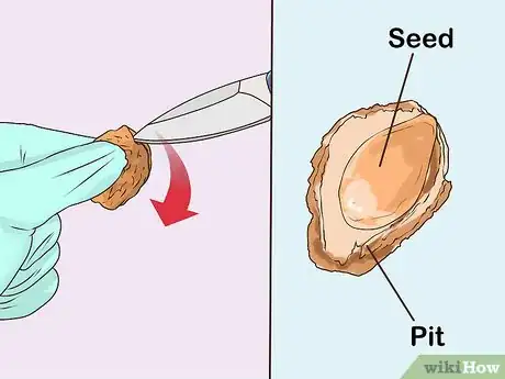 Imagen titulada Start a Peach Tree from a Pit Step 6